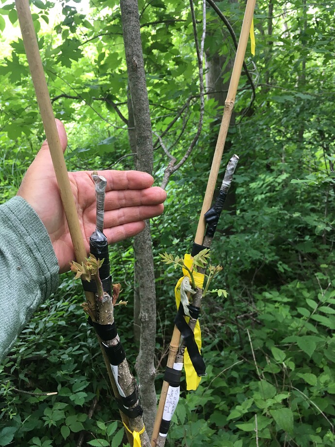 Killdeer heartnut 2022 1