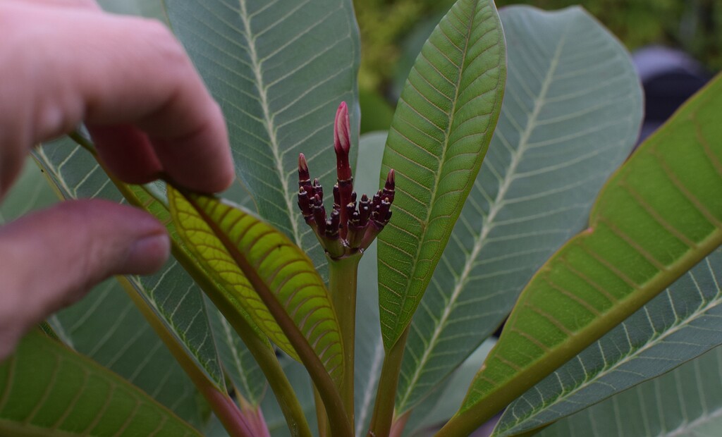 Plumeria getting ready to bloom Pictures! Growing Fruit