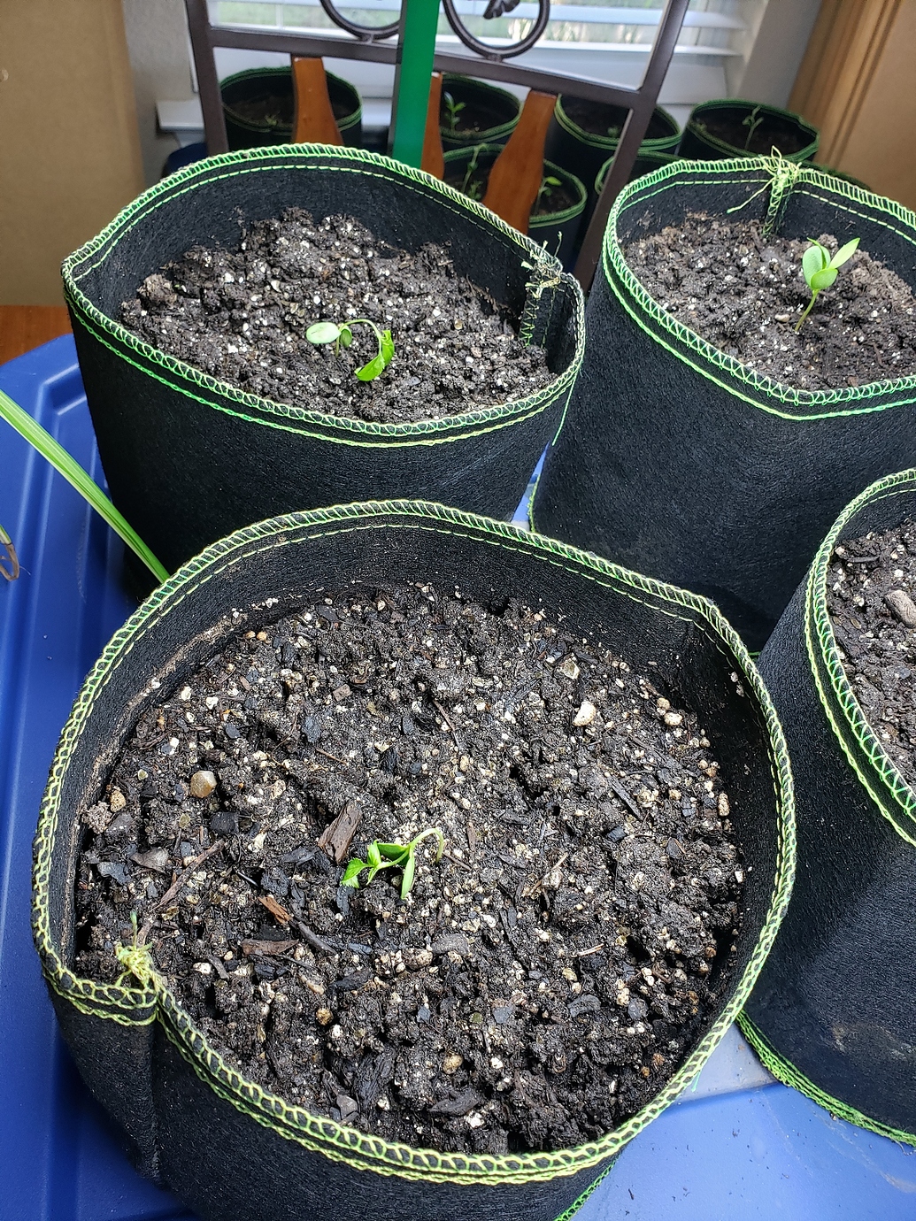 Why do apple seedlings die so easy? General Fruit Growing Growing Fruit