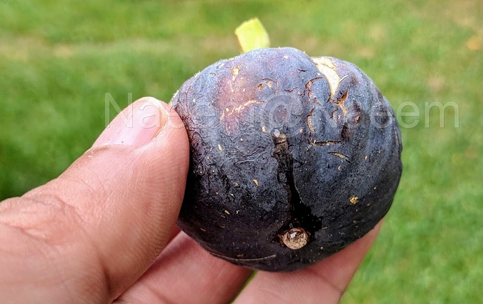 Cravens%20Craving%205