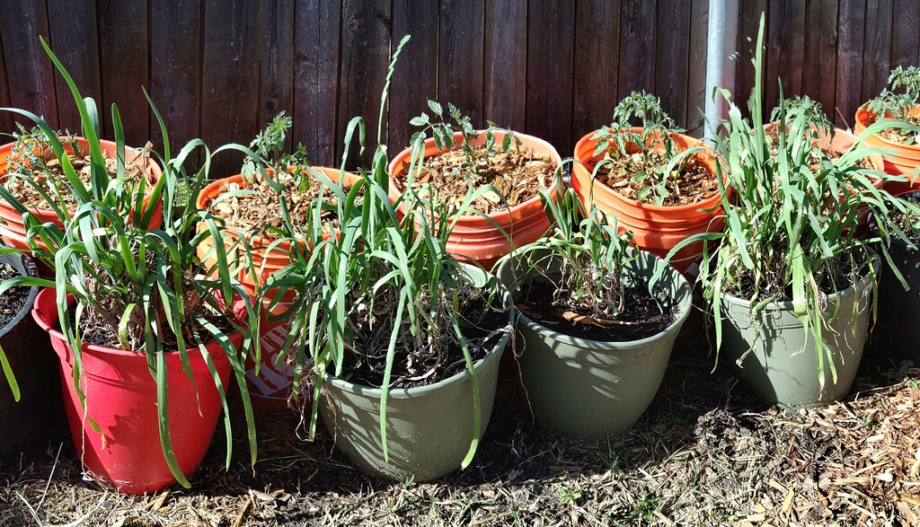 Garlic and onion chives Any actual scientific studies that prove they