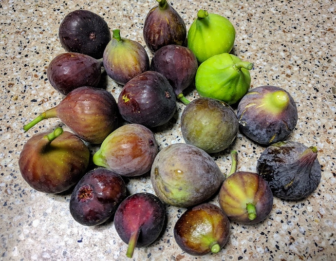 Harvest%2009-14-2019