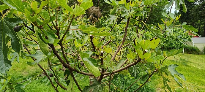 IMG_20250531_134328018_HDR