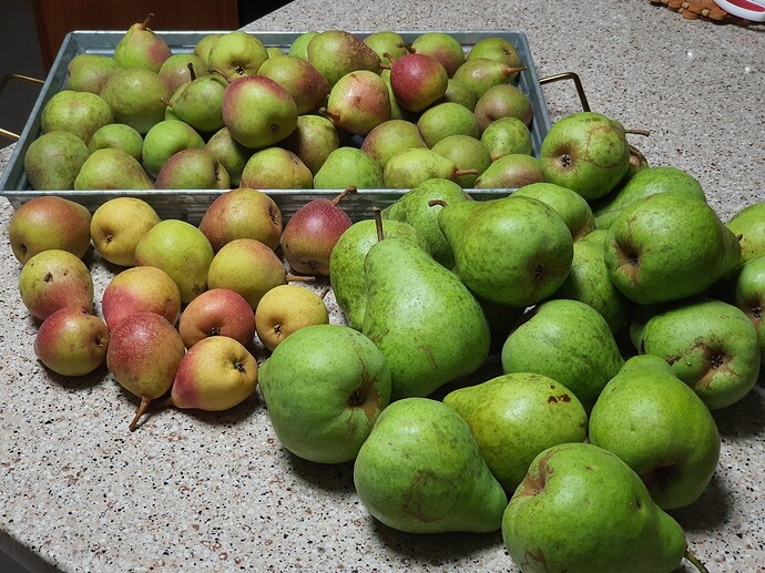 Pears 08-20-21