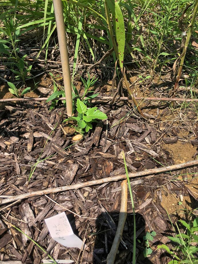 Florea Fig non-protected IL Open Prairie Planted after -9 F returns During July (2022) 001
