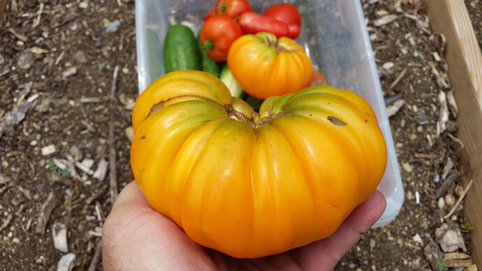 orange kentucky beefsteak