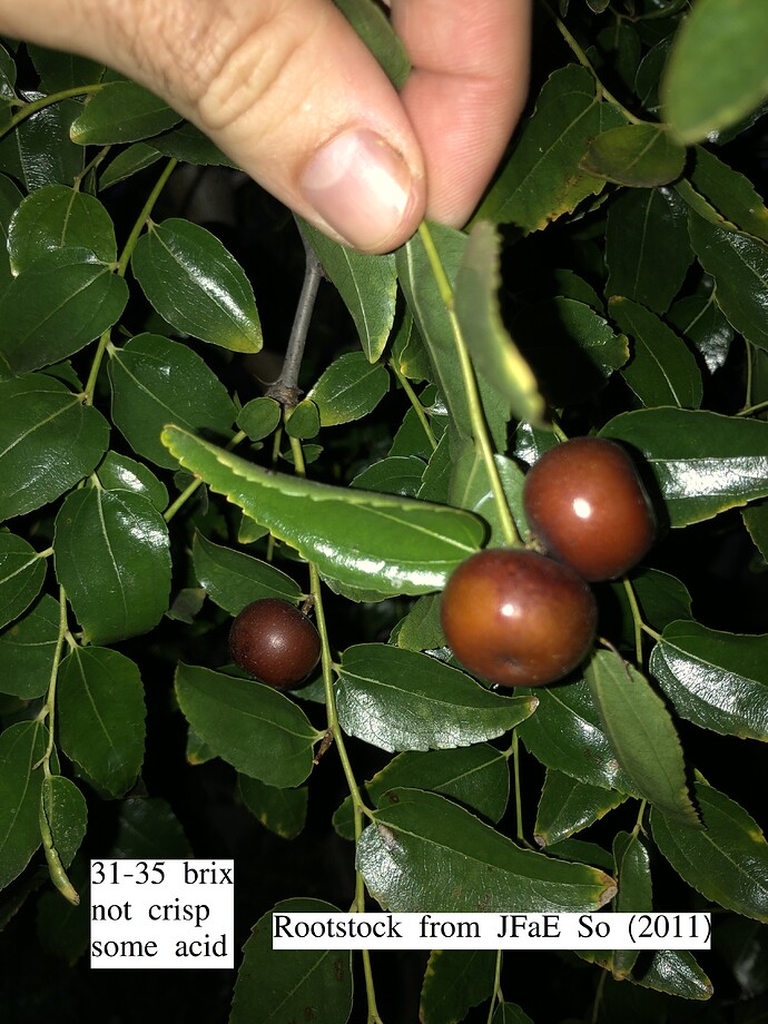 Rootstock_fruit_10-24-2021