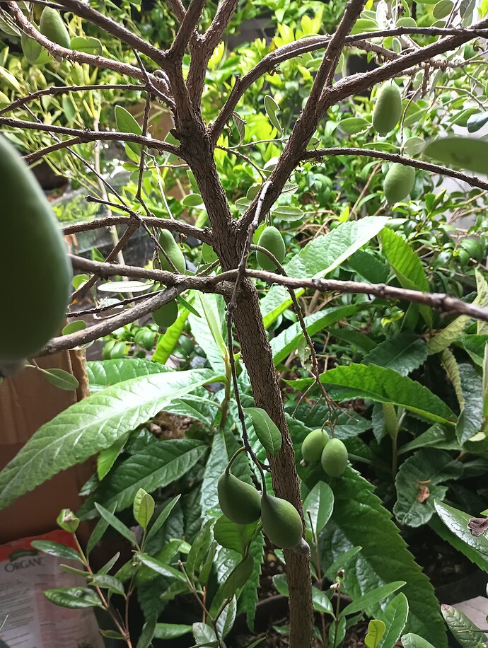 IMG_20231102_183935292