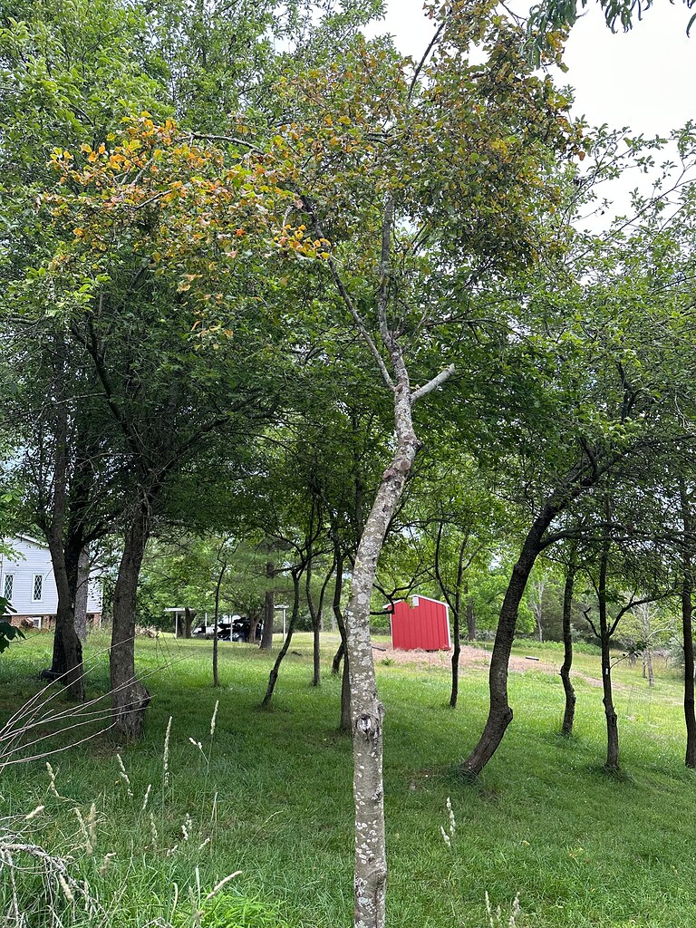 What to do with two sick (one dying?) apple trees General Fruit