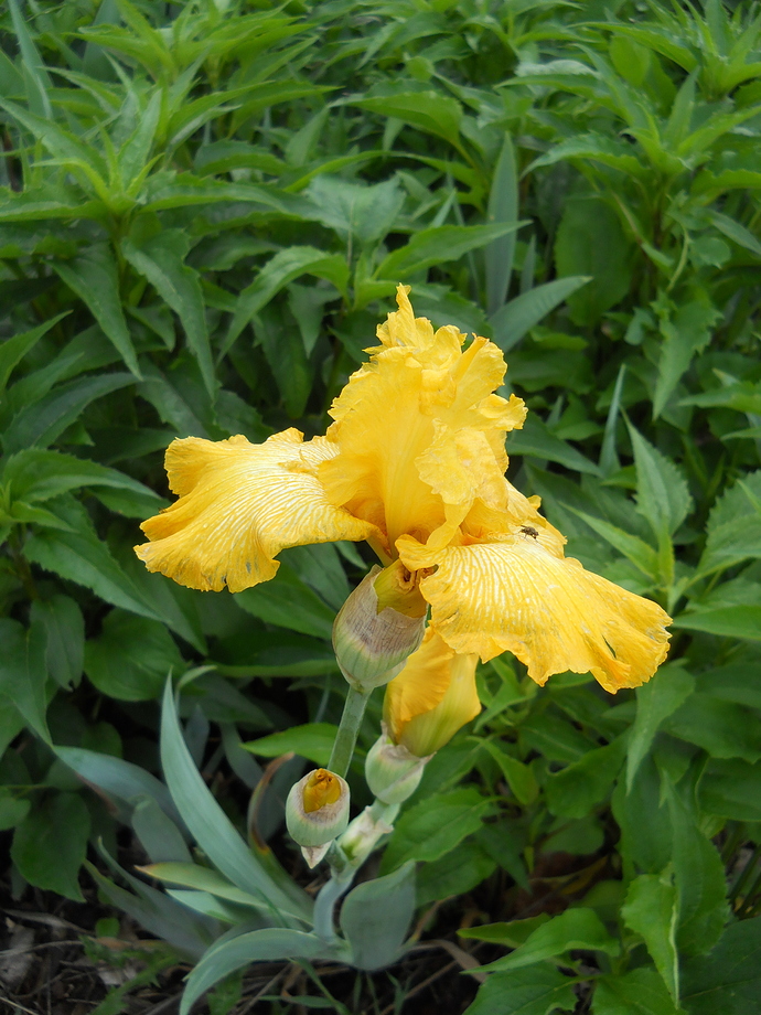iris 1