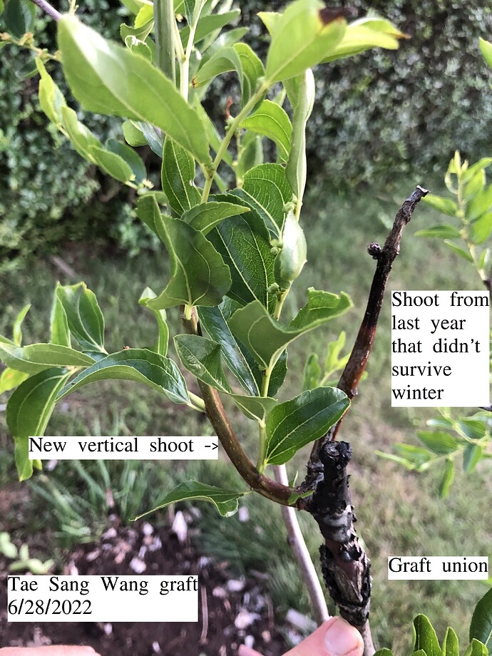 Tae_Sang_Wang_graft_06-28-2022