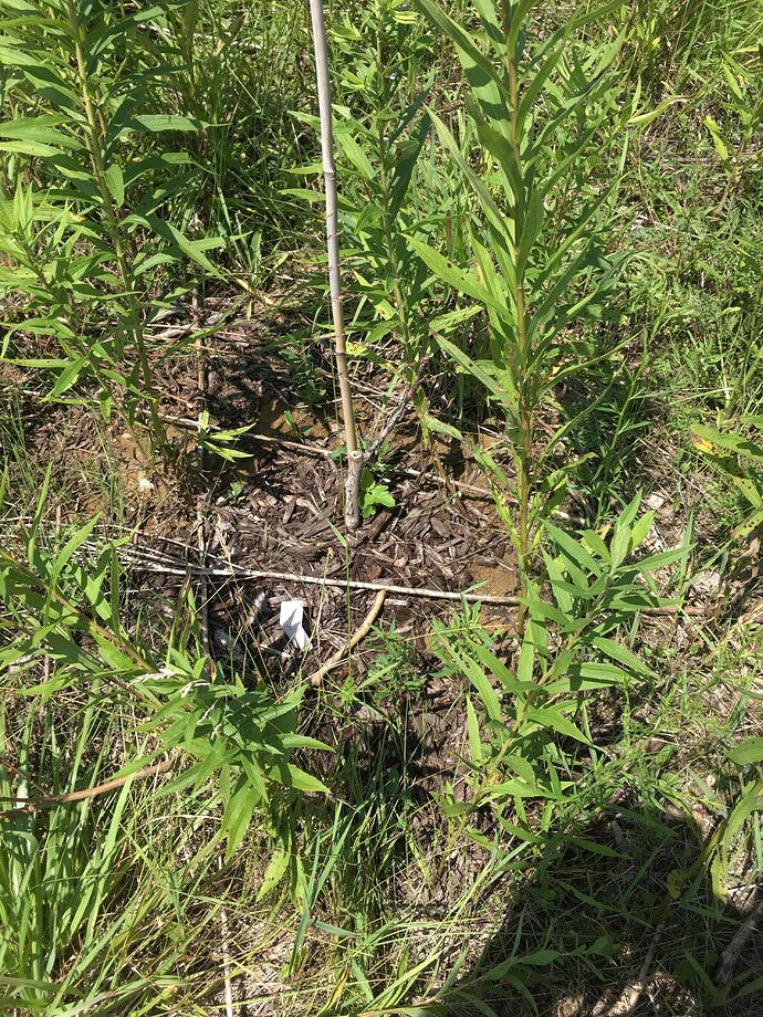 Florea Fig non-protected IL Open Prairie Planted after -9 F returns During July (2022) 003