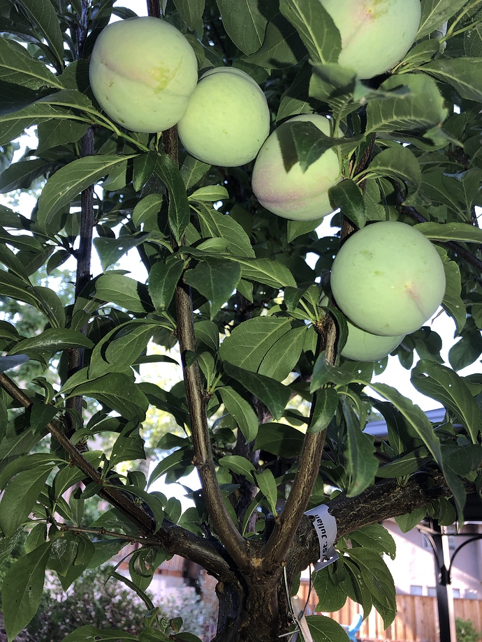 0385A9B1-CD6B-46D5-A4E1-BFA74149D7A4