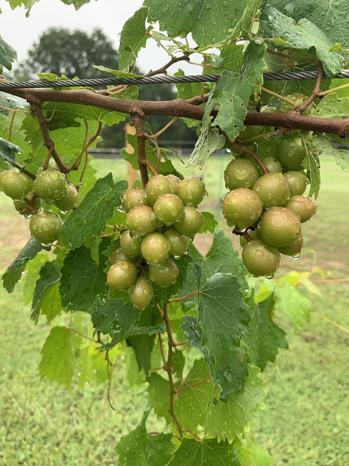 Anyone grow Muscadines? - Page 7 - General Fruit Growing - Growing Fruit