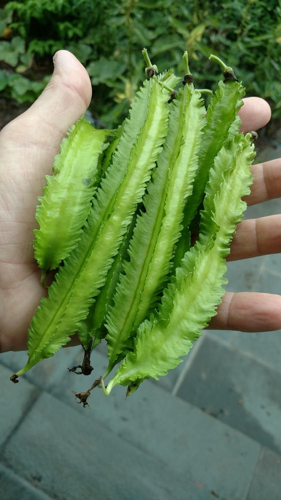 winged_beans