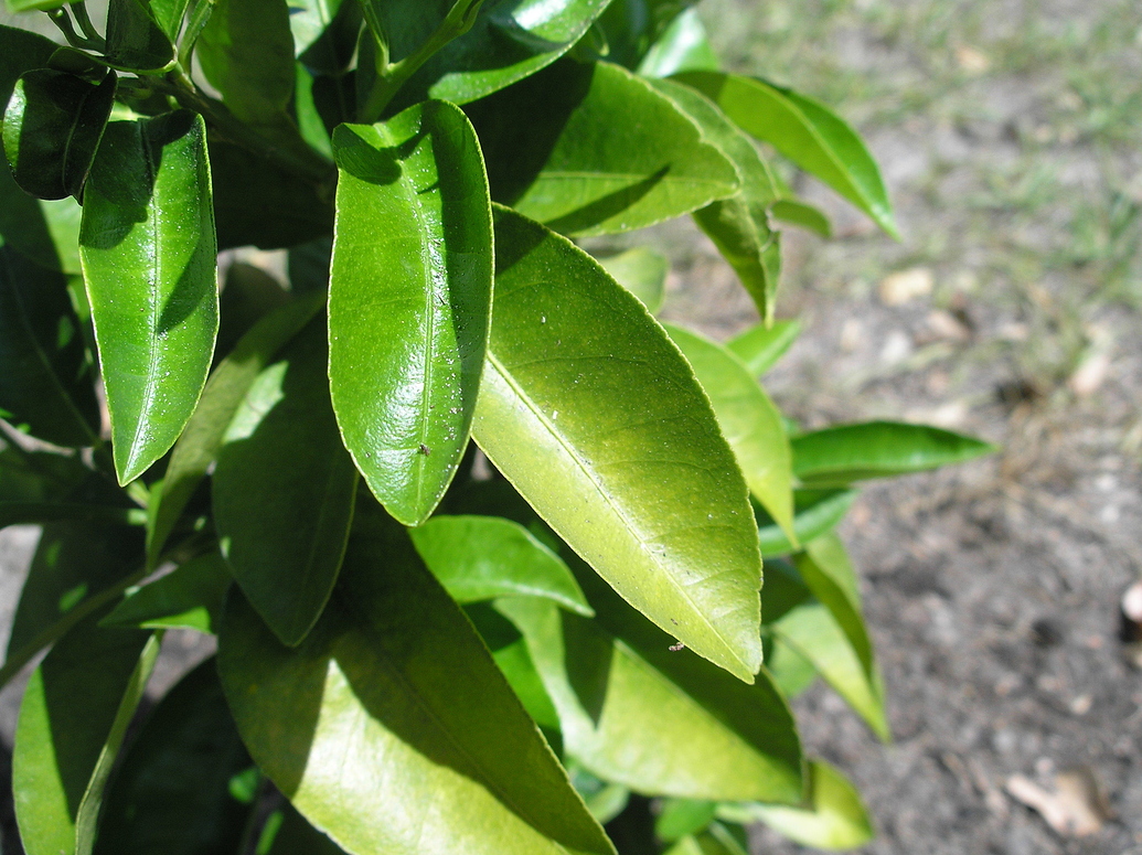 Why are these orange tree leaves yellowing? General Fruit Growing