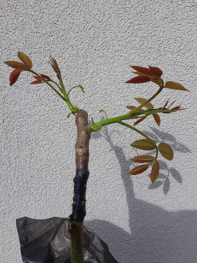 received_1245885072497892