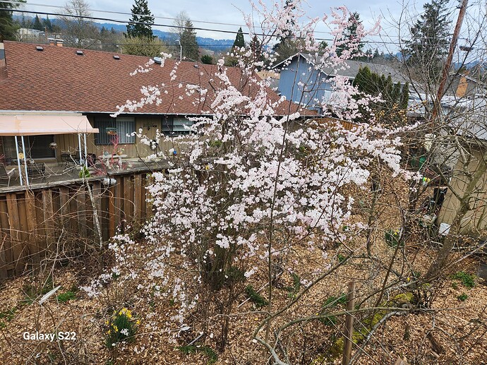 Hollywood Shiro in bloom