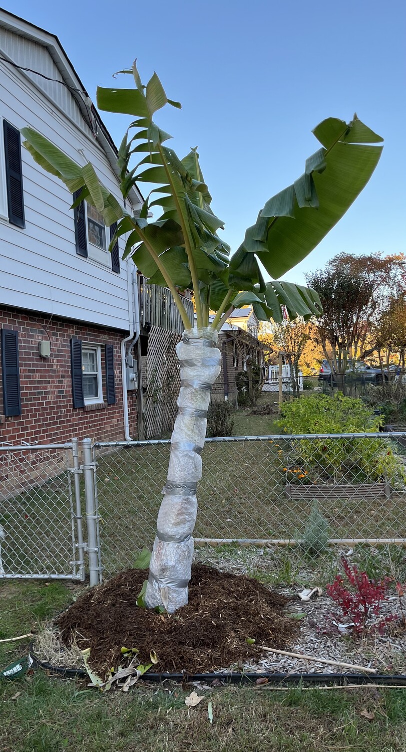 Bananas in zone 8a General Fruit Growing Growing Fruit