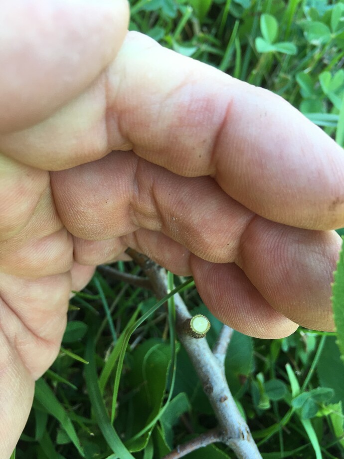 Okatsune smaller diameter view 1 (serviceberry 'Autumn Brilliance' has flat edges on stems & branches) (1)