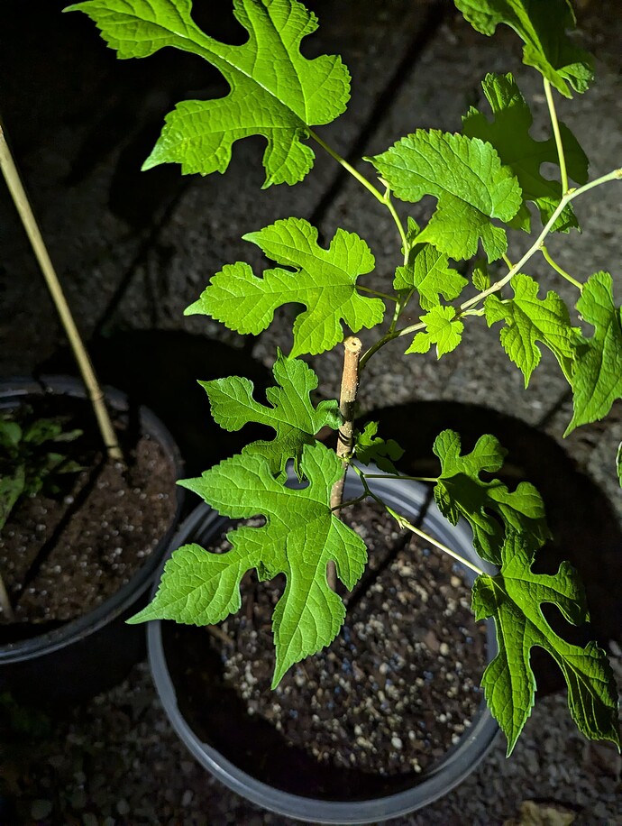 PXL_20240709_021227400