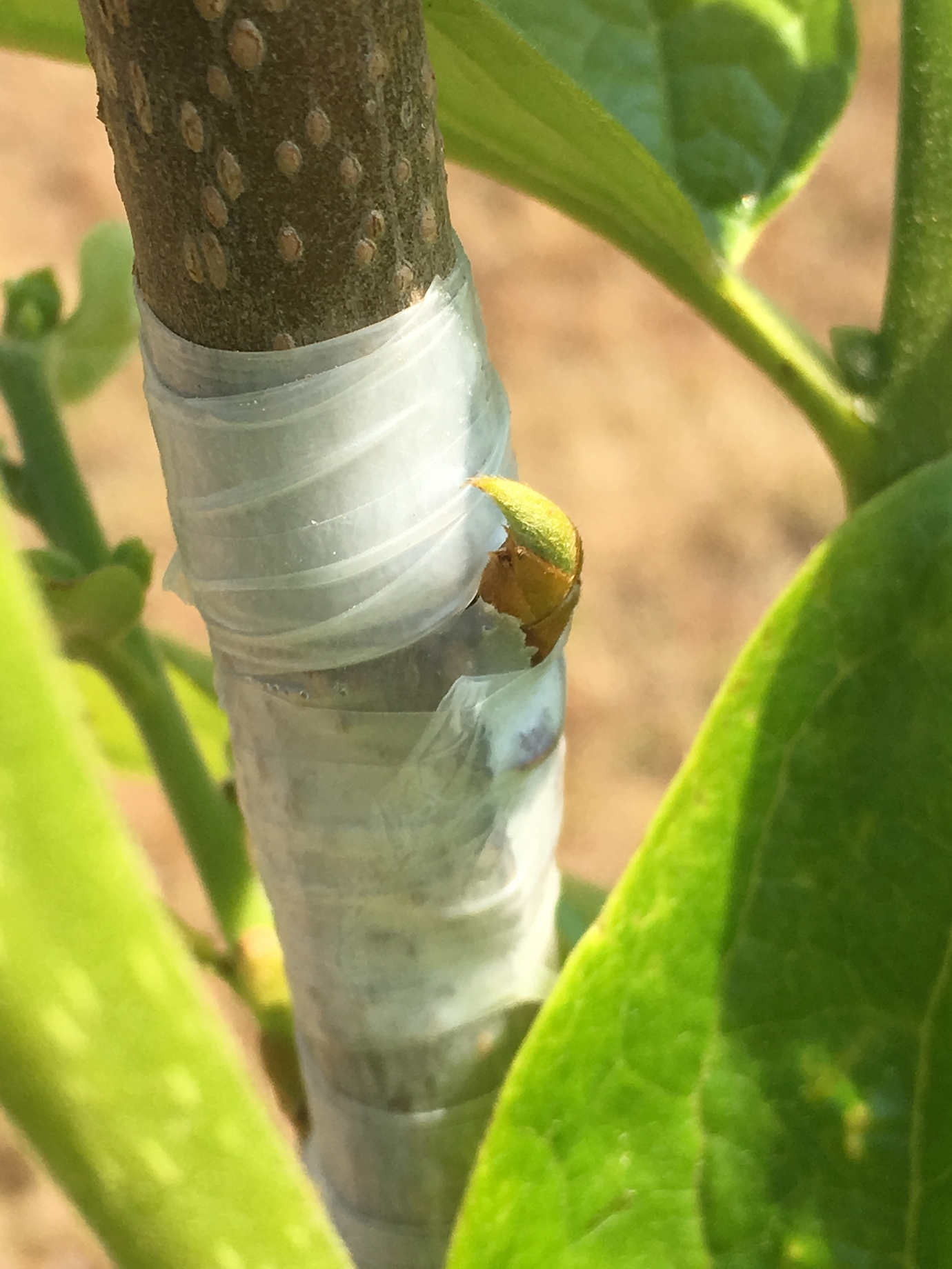 Grafting Persimmon tree General Fruit Growing Growing Fruit