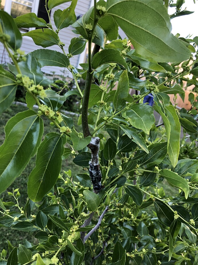 Bok_Jo_graft_06-28-2022