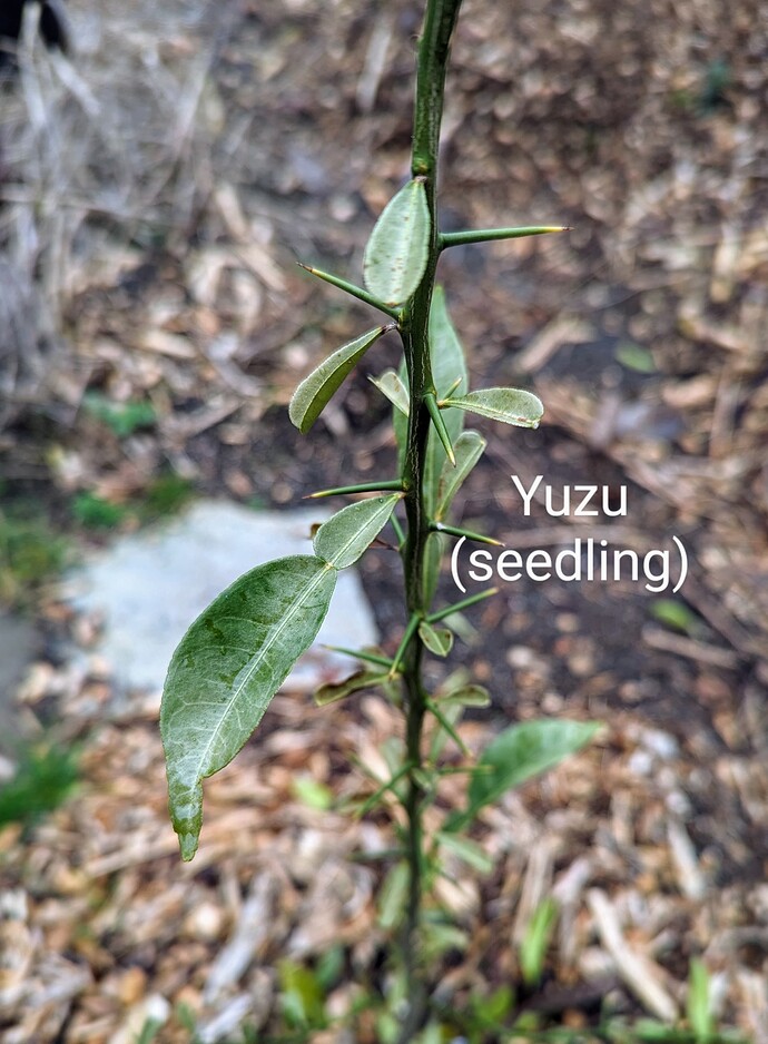 PXL_20240205_170039414~2