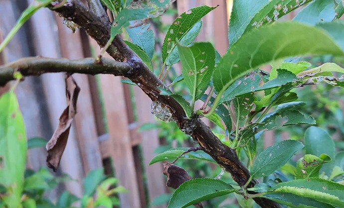 Cicadas damage 1