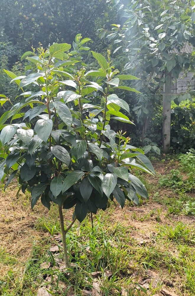 image_2024-08-22_19-38-39