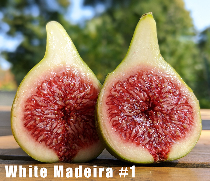 White%20Madeira4