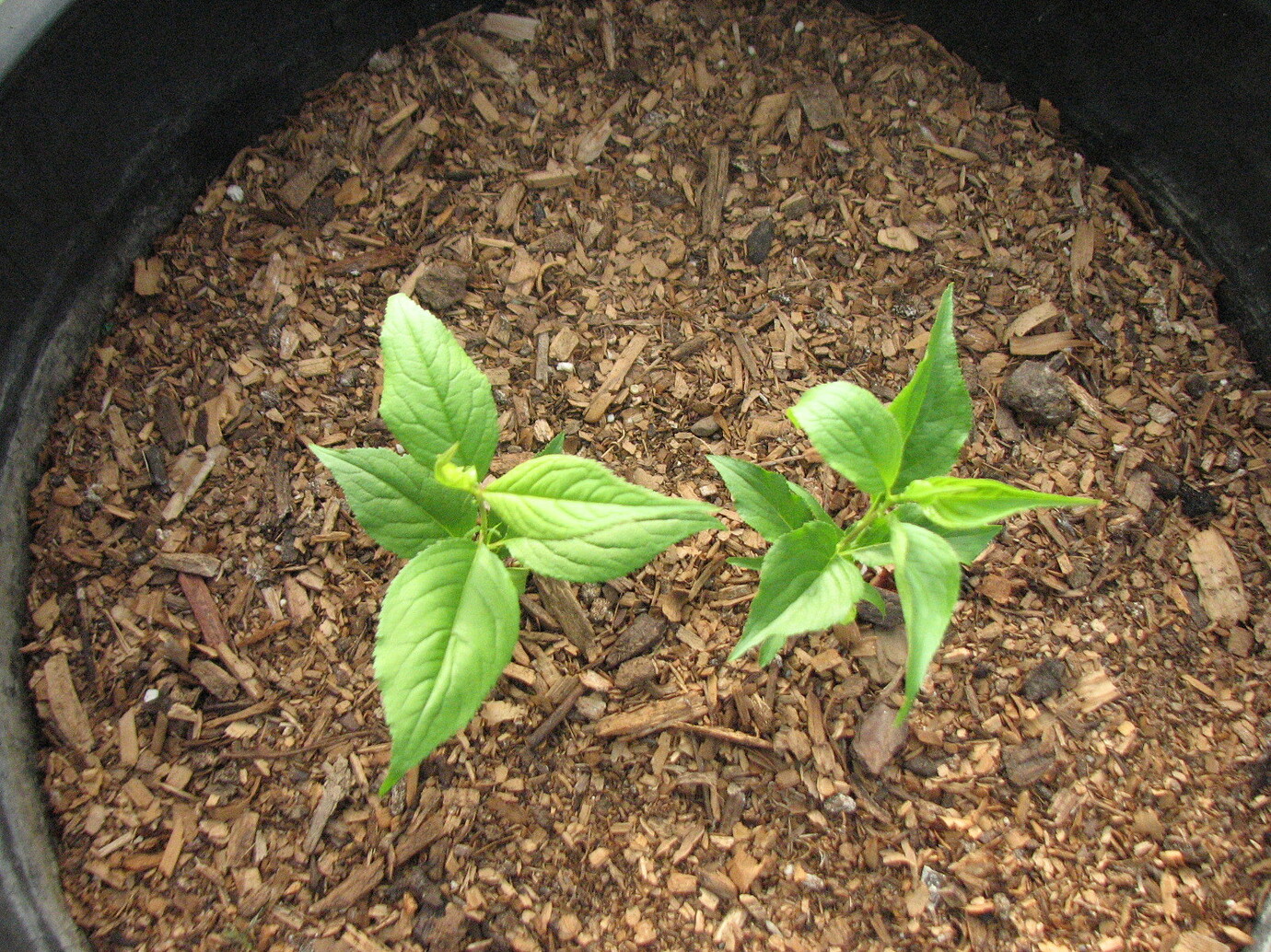 Pictures of apricot, nectarine, and pluot seedlings General Fruit