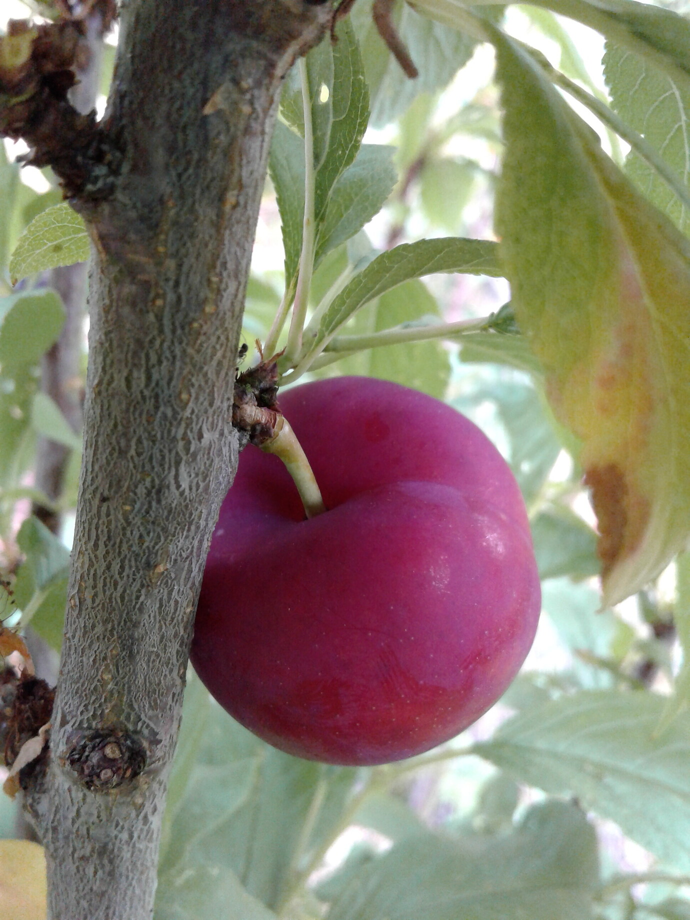 Nadia Sweet cherry x plum hybrid Page 93 General Fruit Growing