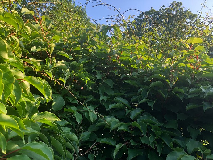 kiwi_to_be_pruned_05-29-2023