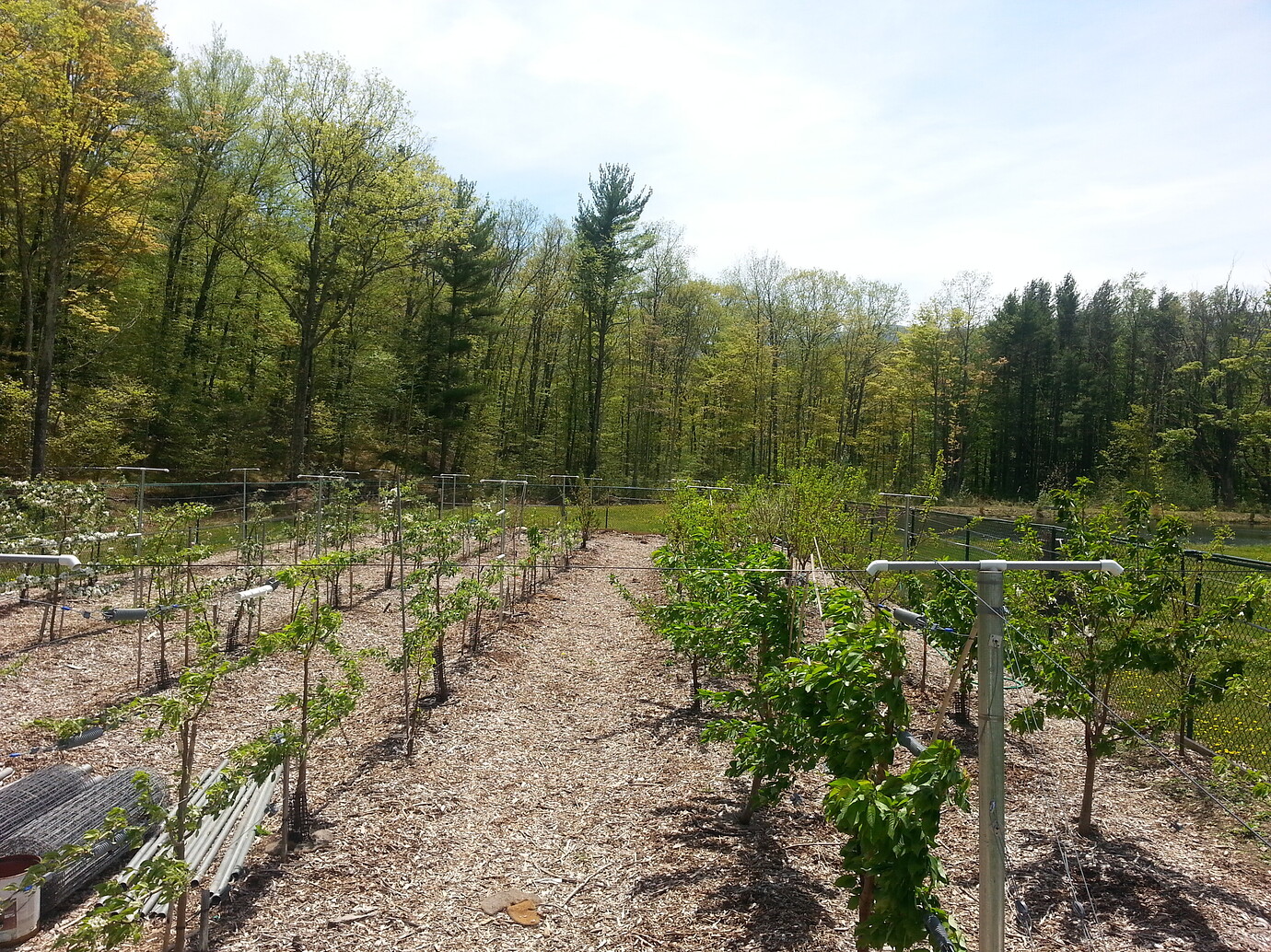 The orchard today 5915 General Fruit Growing Growing Fruit