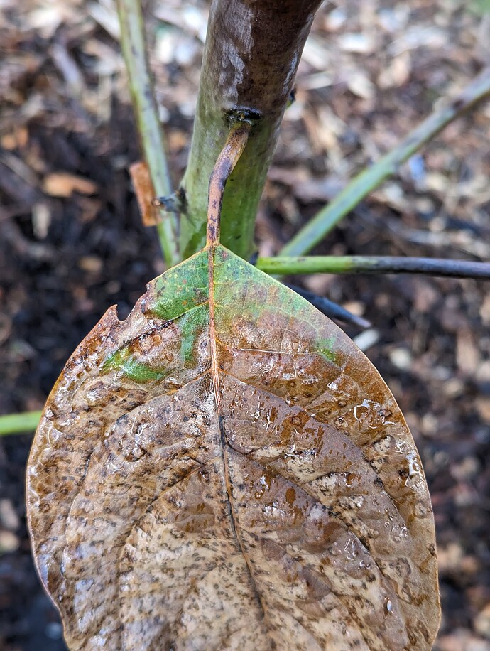 PXL_20240304_174442734