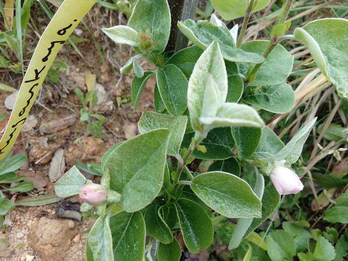 Imagem WhatsApp 2023-03-29 às 14.04.52