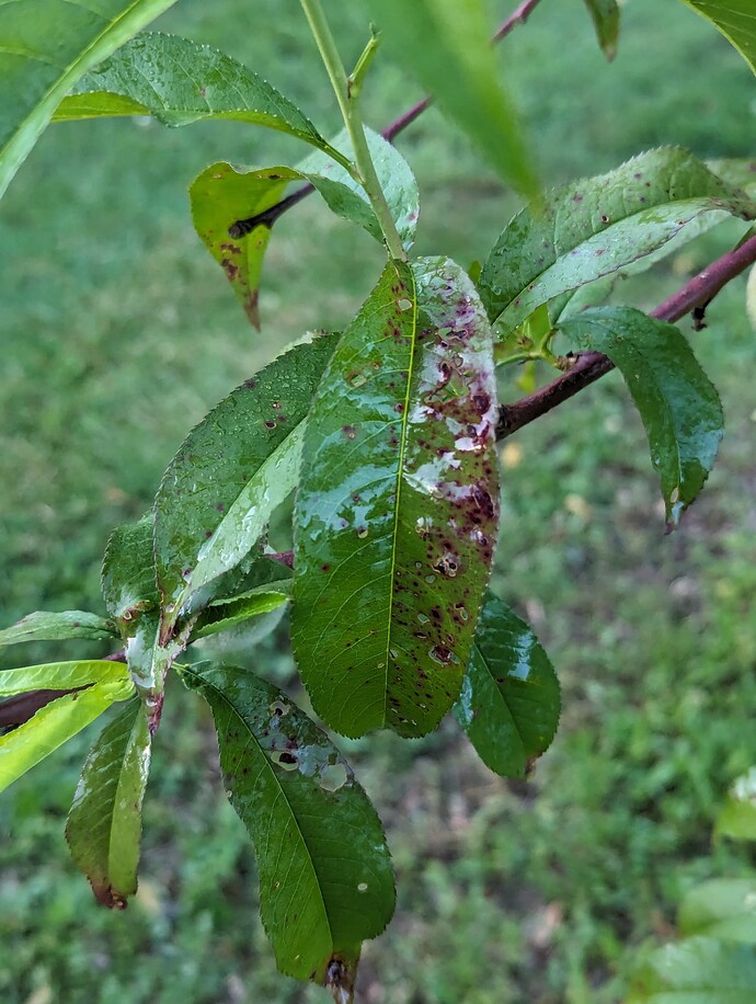 PXL_20240607_002333835