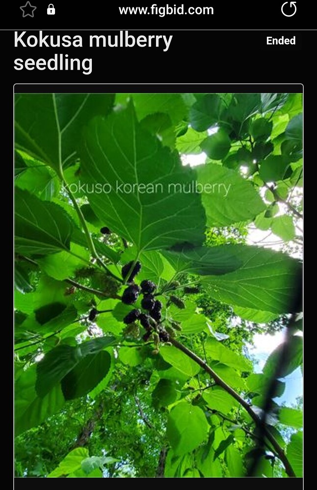 Screenshot_20220610-065705_Samsung Internet