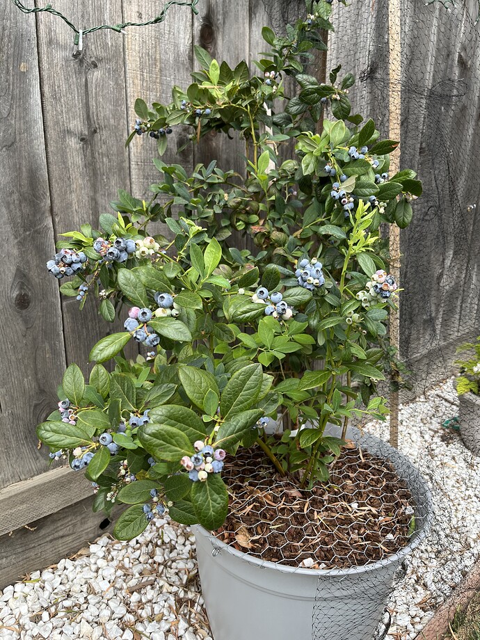 Blueberry SHB Tasting in Zone 9b San Jose General Fruit Growing