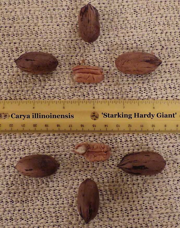 2015 107 'STARKING HARDY GIANT'