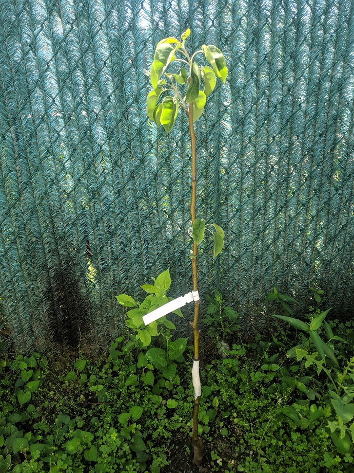 How to start off espalier training for my trees General Fruit Growing