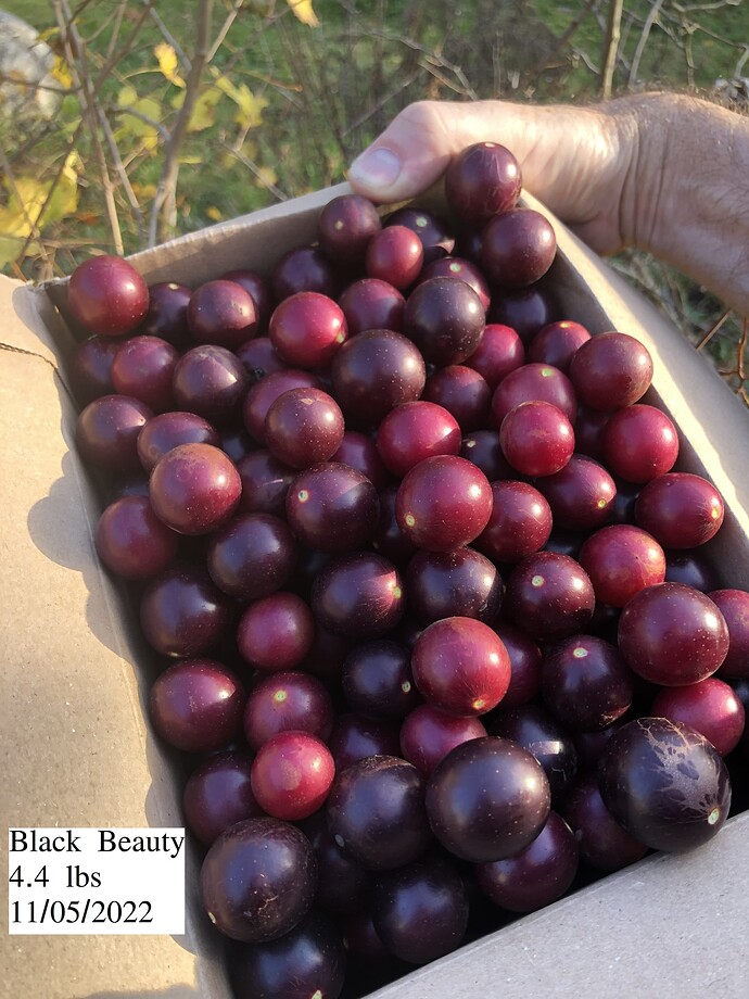 Black_Beauty_box_11-05-2022