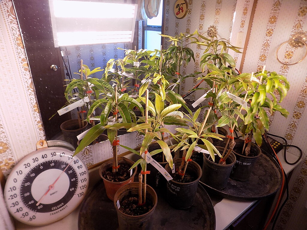 My new mango plants in a grow room and greenhouse issues General Fruit Growing Growing Fruit