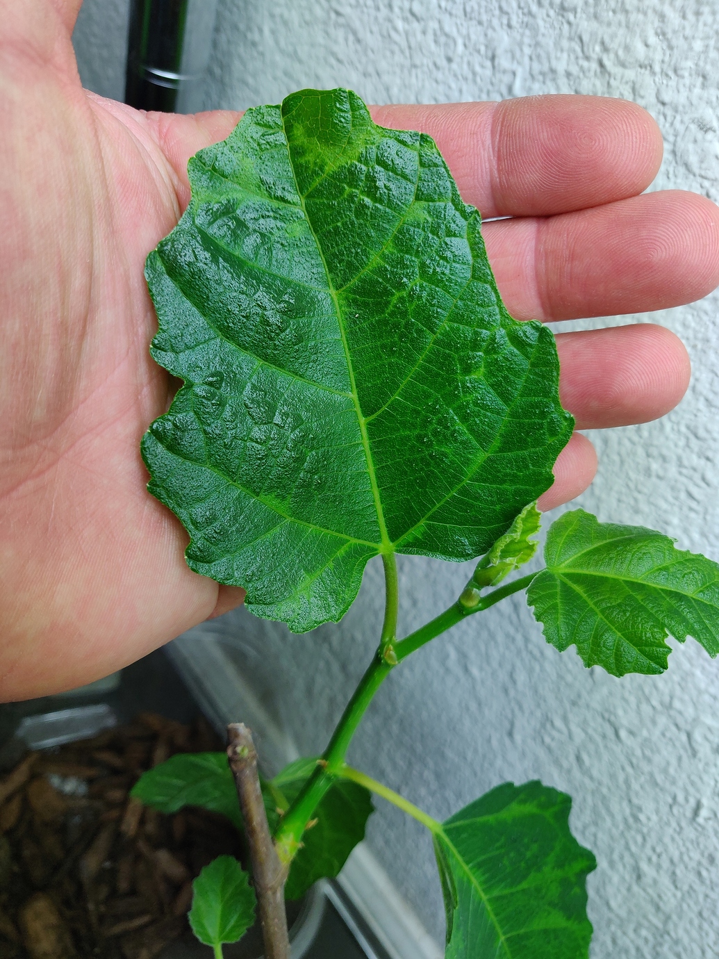 Figs and their different leaves General Fruit Growing Growing Fruit