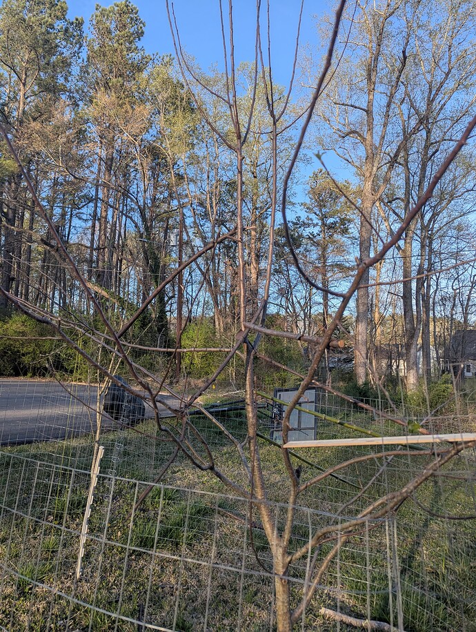 tree1