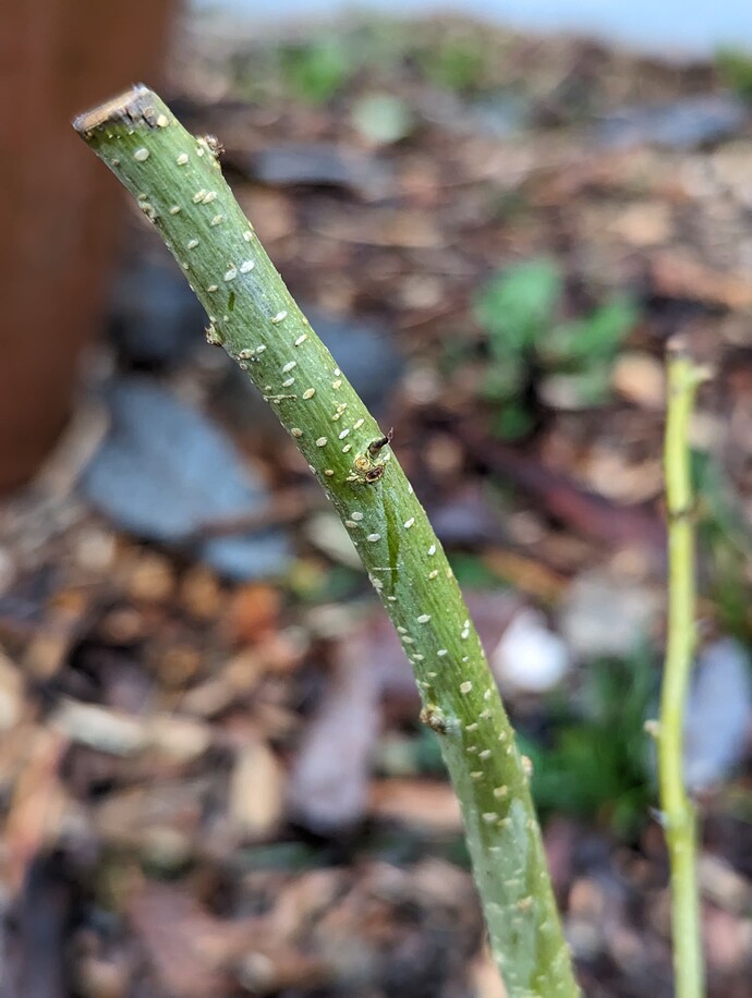 PXL_20240221_163421905