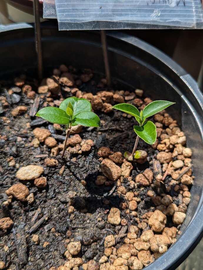 PXL_20240719_203007899