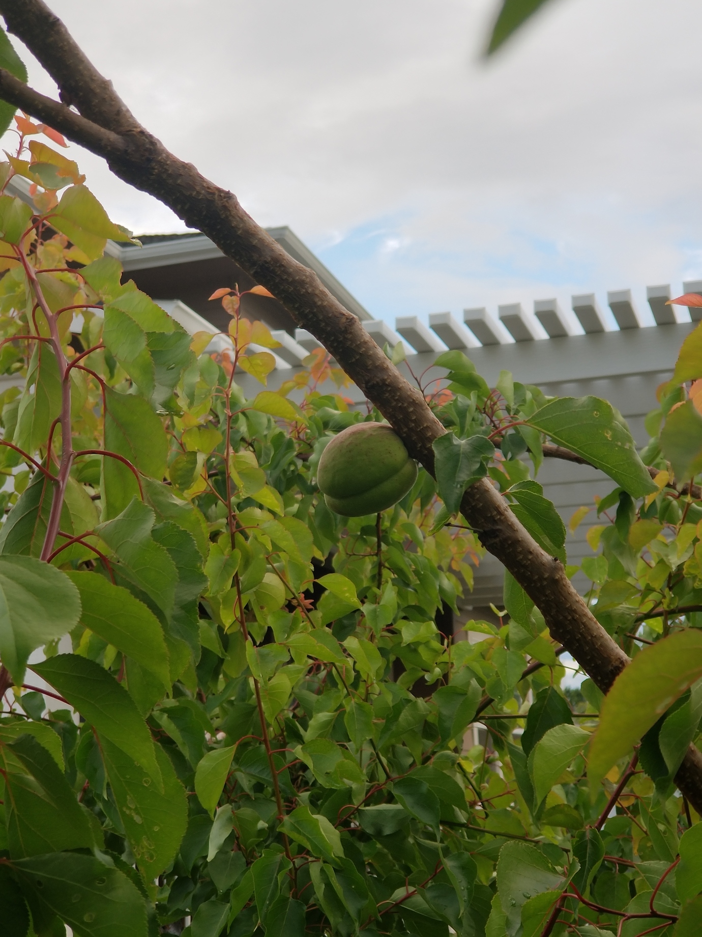 Sugar Pearls Apricot Self Fertile? General Fruit Growing Growing