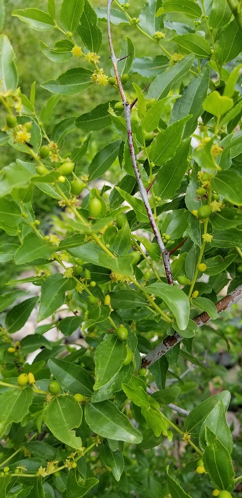 15302135487987896346753182612396